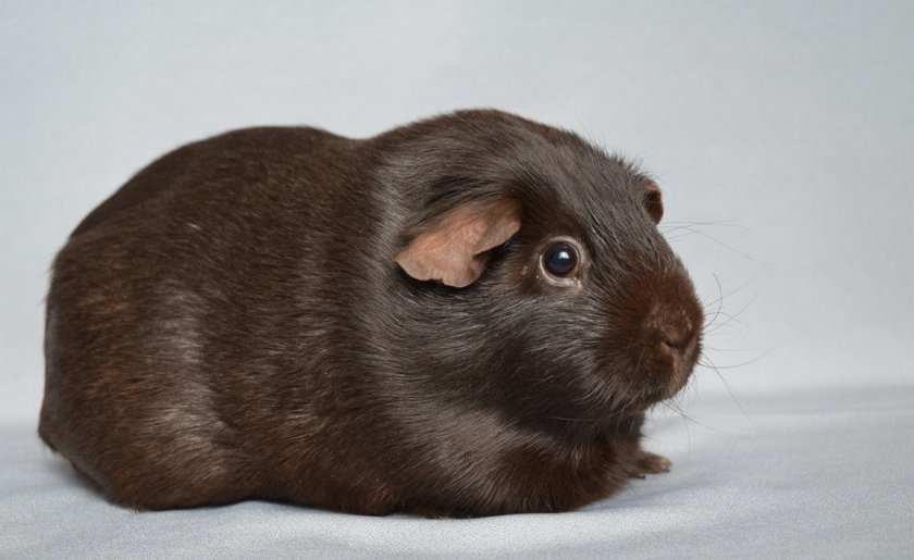 Морская свинка селф