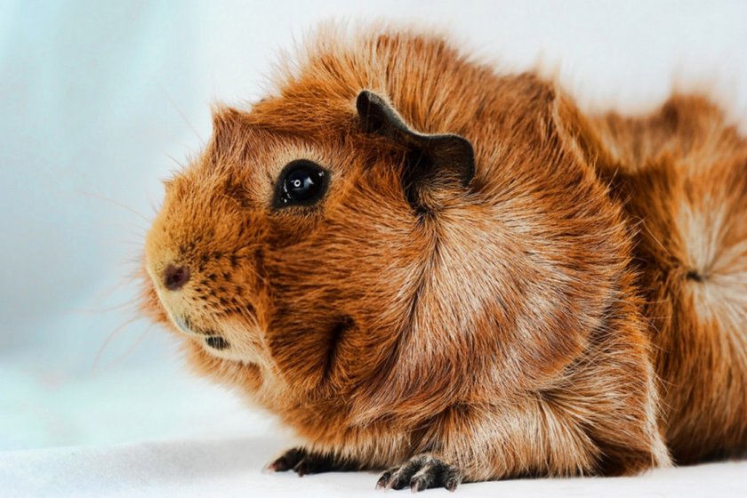 Розеточная морская свинка