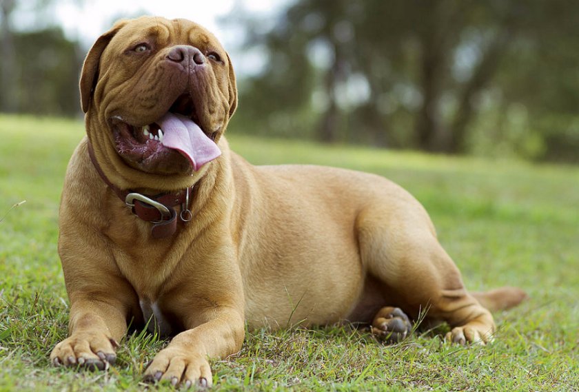 Французский мастиф Французский мастиф