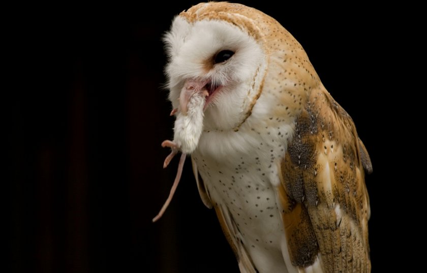 Питание совы сипухи