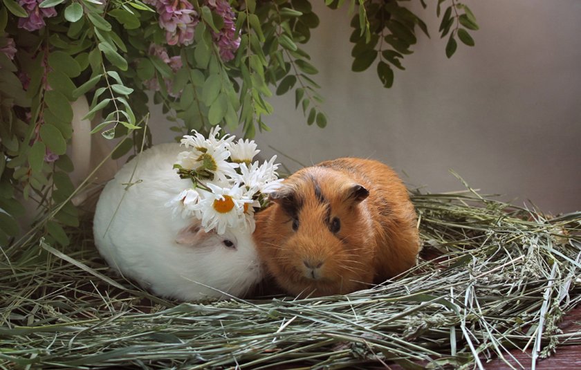 Пара морских свинок