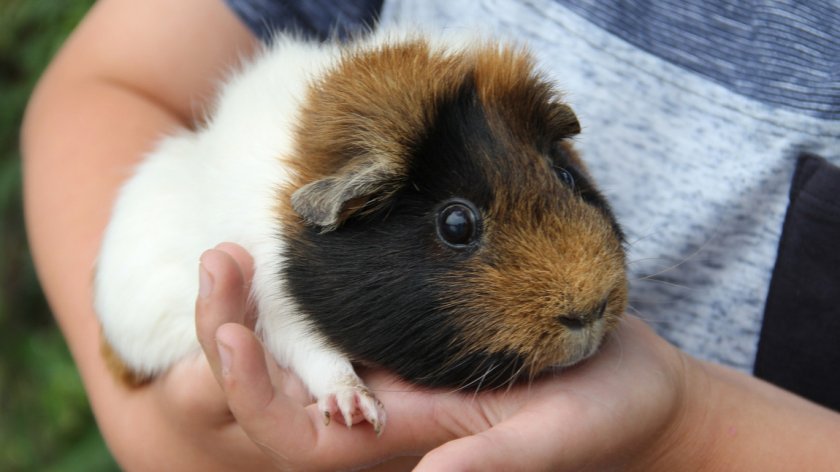 Морская свинка