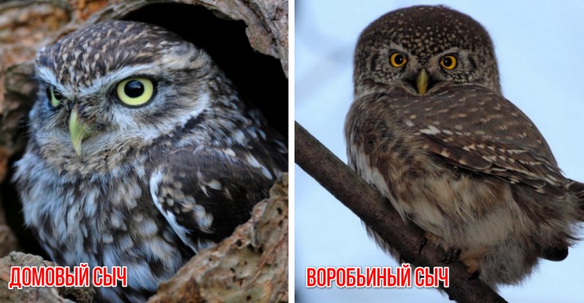 Домовый и воробьиный сыч Домовый и воробьиный сыч