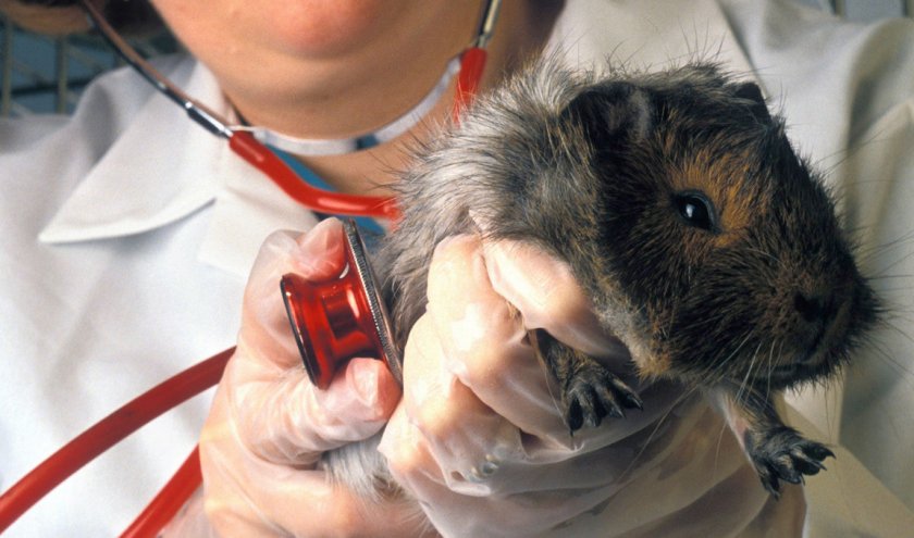 Морская свинка у ветеринара