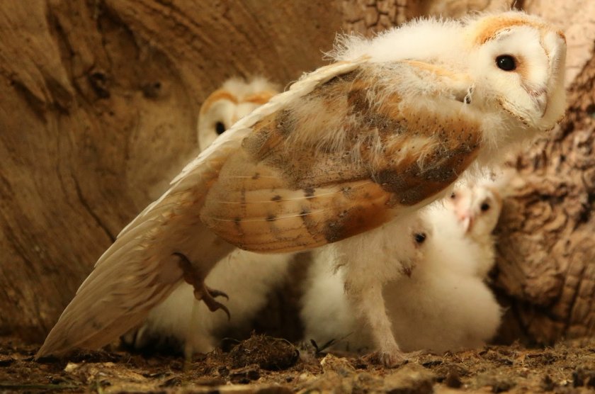 Птенцы сипухи