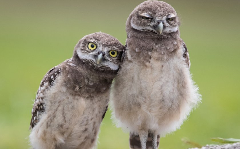 Кроличьи сычи Кроличьи сычи