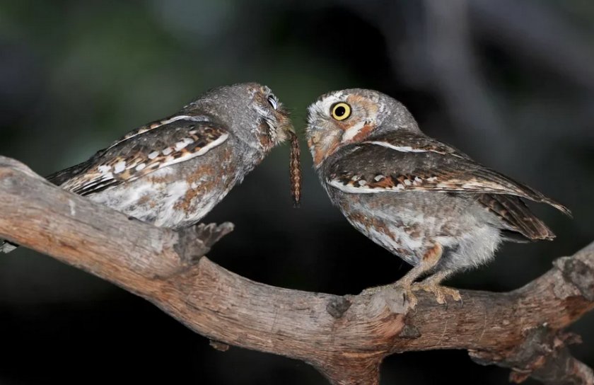 Сычики-эльфы Сычики-эльфы