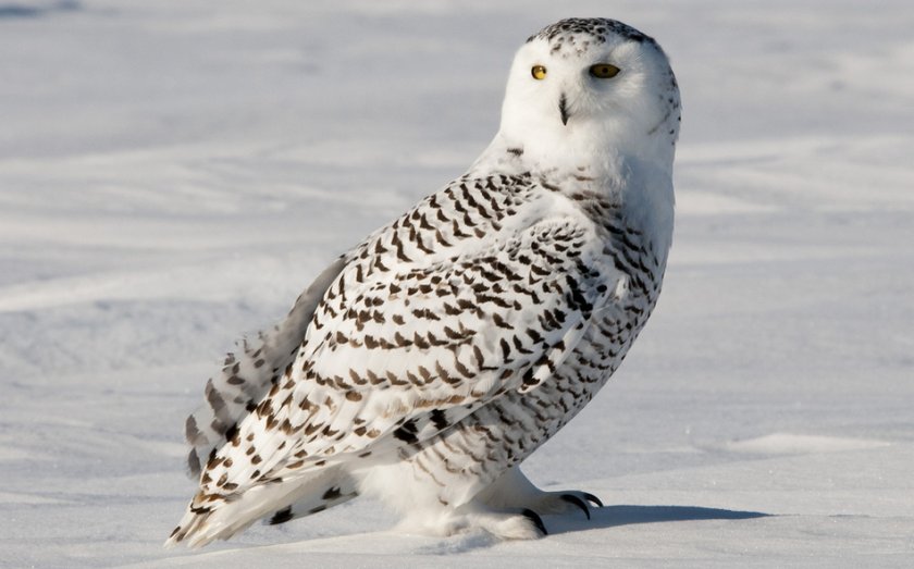 Полярная сова Полярная сова
