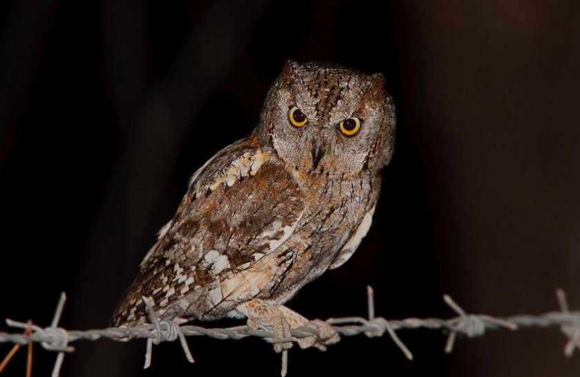 Сплюшка Сплюшка