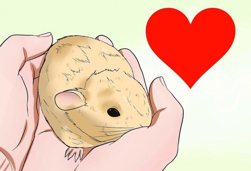 Уход за умирающей морской свинкой