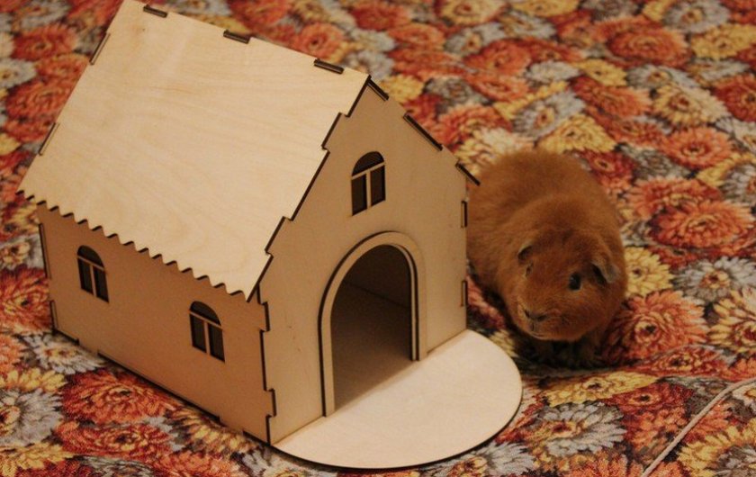 Домик для морской свинки Домик для морской свинки