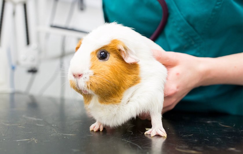 Осмотр морской свинки