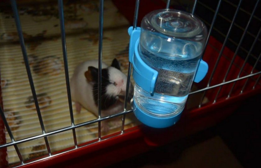 Поилка для морской свинки Поилка для морской свинки
