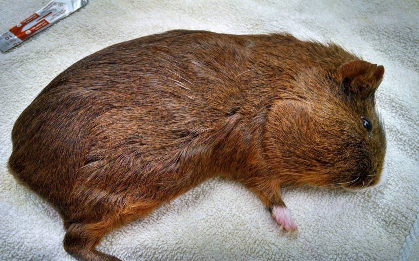 Заболевшая морская свинка