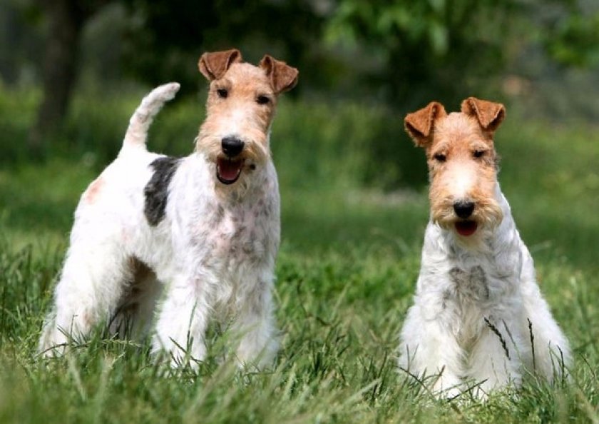 Фокстерьер