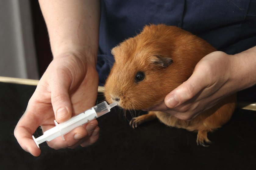 Лечение морской свинки