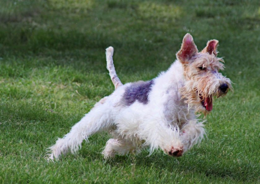 Фокстерьер