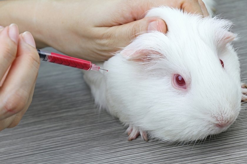 Усыпление морской свинки