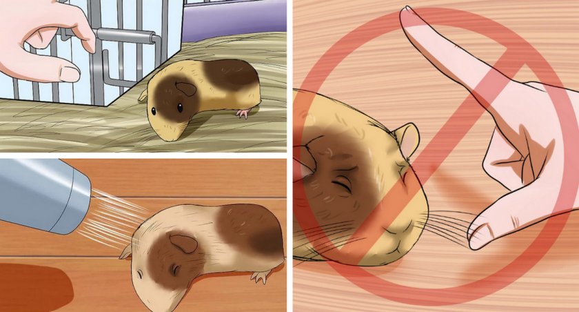 Наказание морской свинки