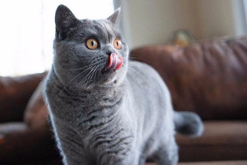 Британская порода