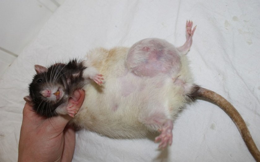 Опухоль у крысы