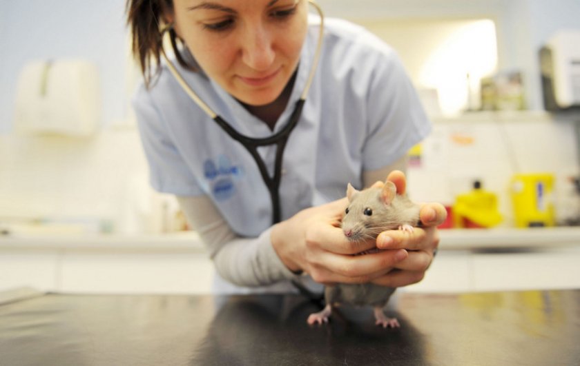 Кастрация крысы