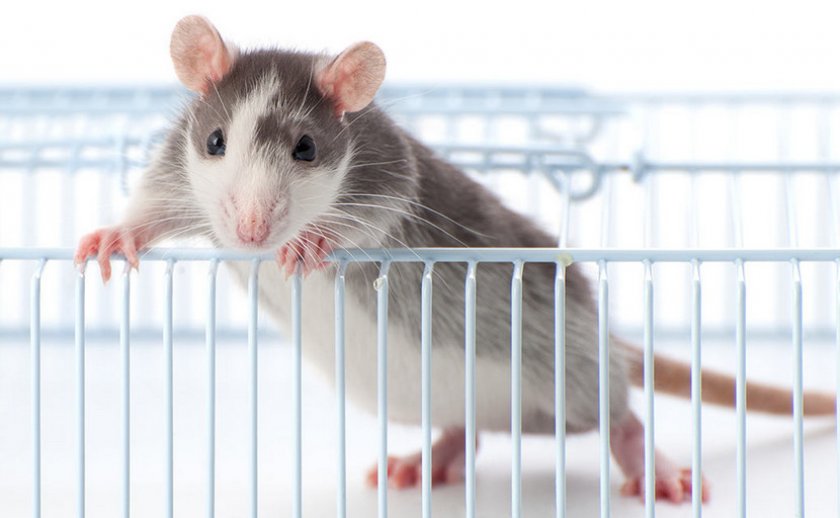 Молодая крыса