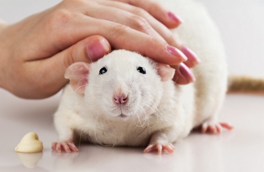 Подготовка крысы к операции