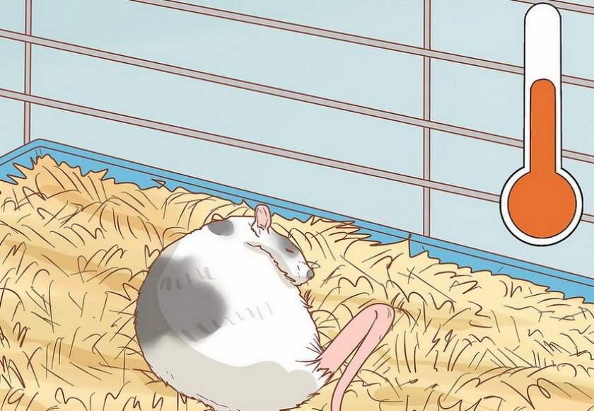 Уход за крысой после операции