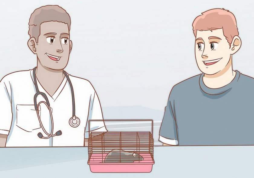 Осмотр крысы у врача