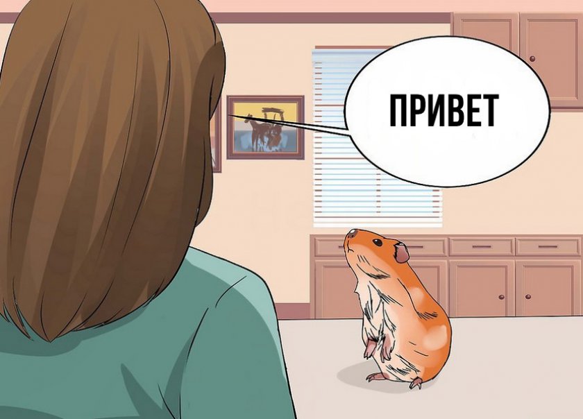 Контакт с зверьком