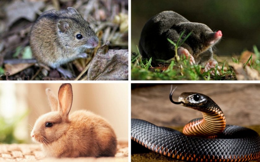 Рацион для ушастой совы