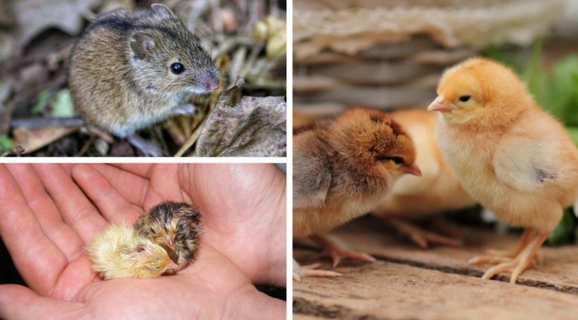 Еда для совы Еда для совы