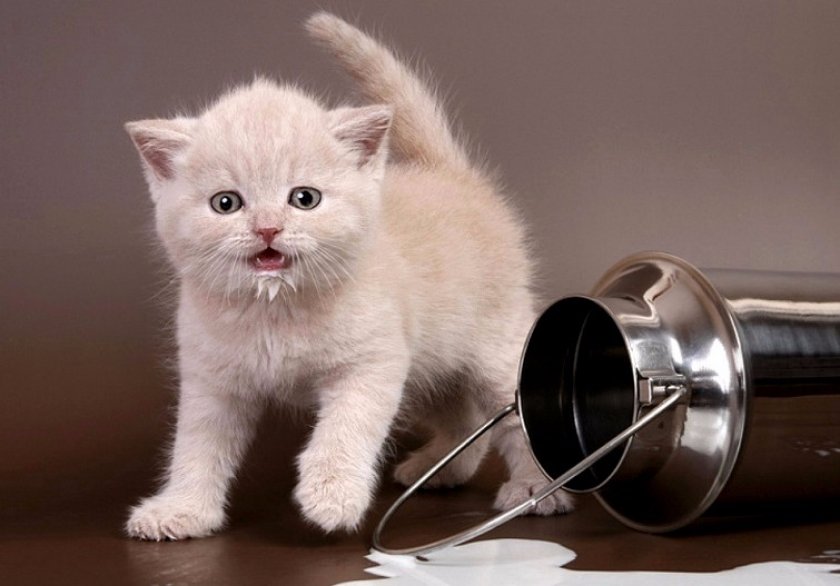 Британская короткошерстная порода