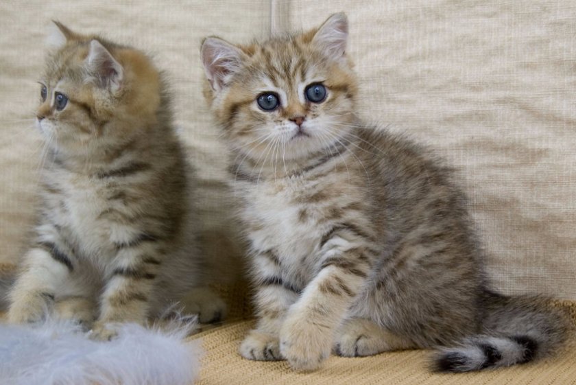 Британская кошечка