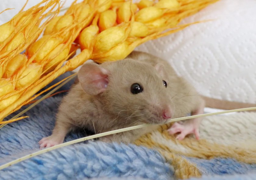 Домашняя крыса Домашняя крыса