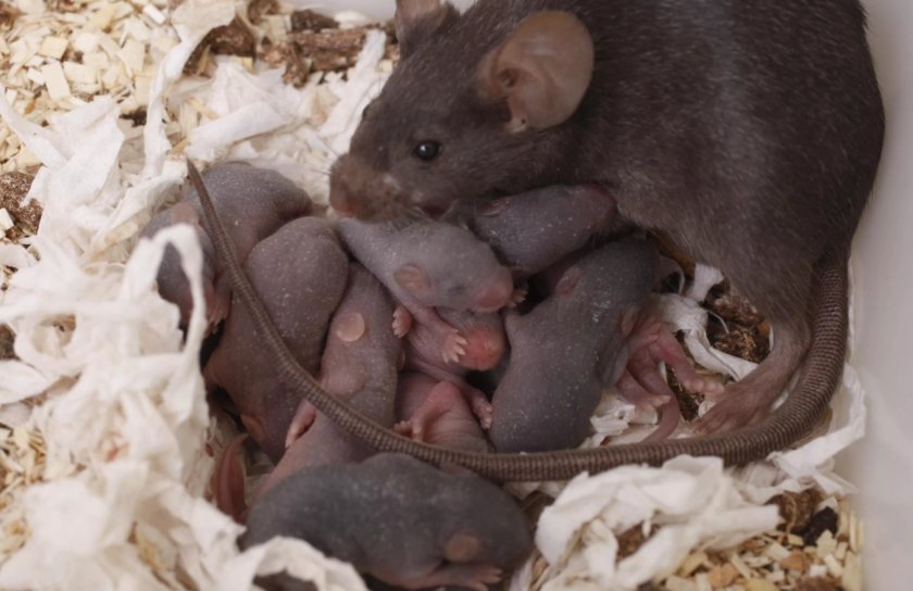 Детёныши крысы