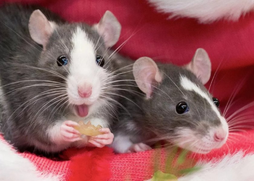 Крыса Крыса