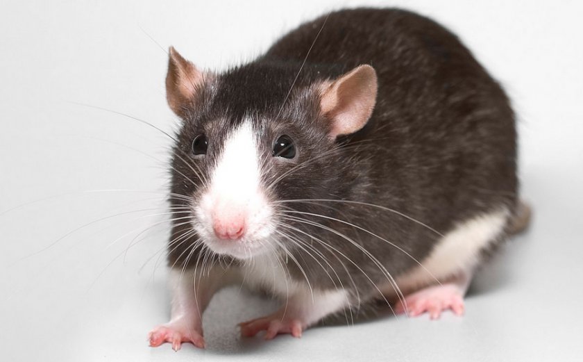 Домашняя крыса