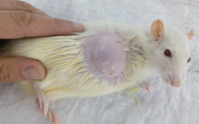 Опухоль молочных желез крысы