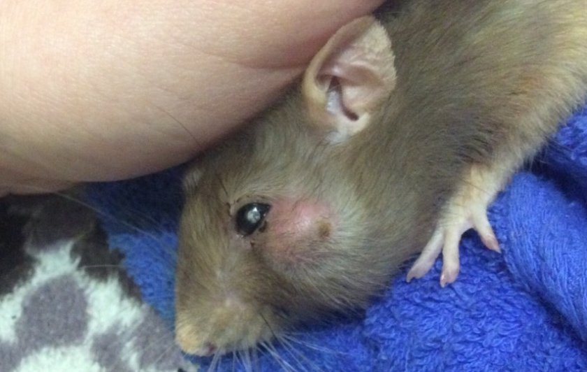 Опухоль на щеке крысы