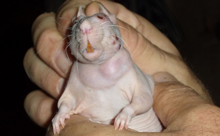 Опухоль у крысы на шее