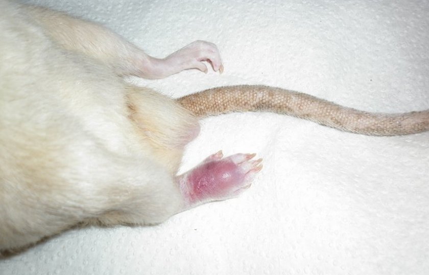 Опухоль костей крысы