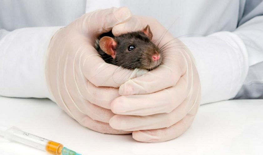 Крыса у ветеринара