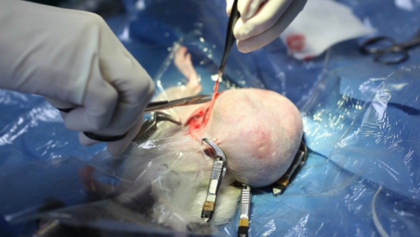 Операция на крысе