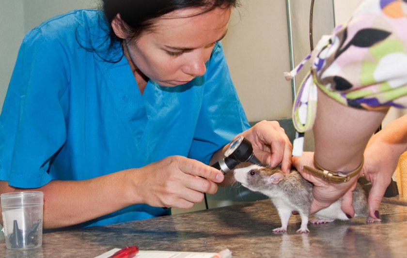 Обследование крысы