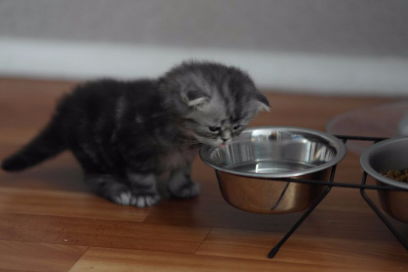 Рацион британской кошки