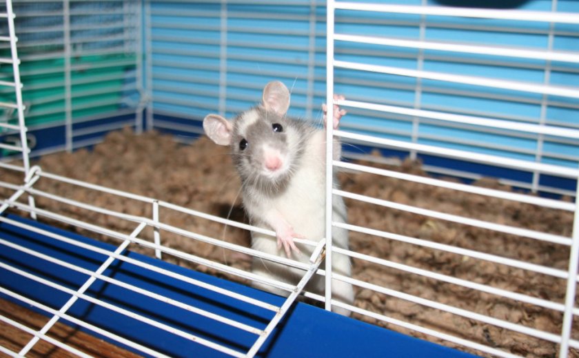 Клетка для мышки