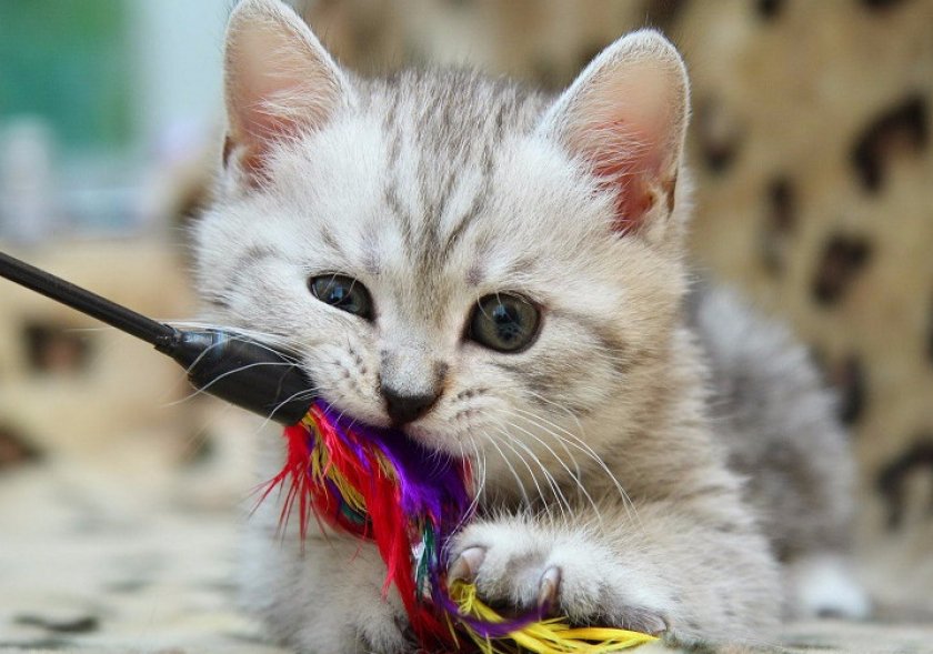 Игры с британцем