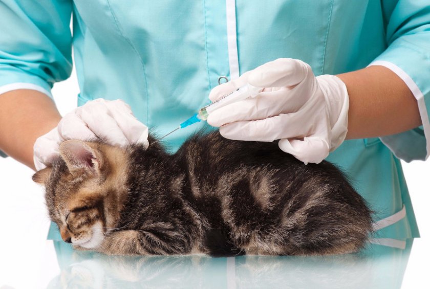 Прививка у ветеринара
